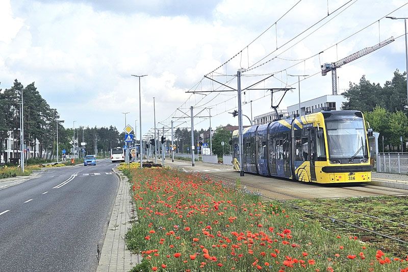 Trawmaj i kwietna łąka